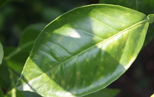 叶面积分析仪有什么作用?叶面积仪更好的分析植物长势 叶面积分析仪有什么作用?叶面积仪更好的分析植物长势