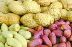 食品安全快速检测仪器检测花生制品安全性 食品安全快速检测仪器检测花生制品安全性