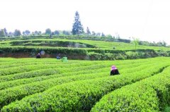宜居茶叶产业园用农残速测仪检测茶叶农残 宜居茶叶产业园用农残速测仪检测茶叶农残