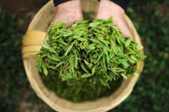 食品检测仪器设备助力提升采摘春茶品质 食品检测仪器设备助力提升采摘春茶品质