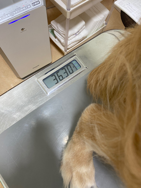 36.3キロ