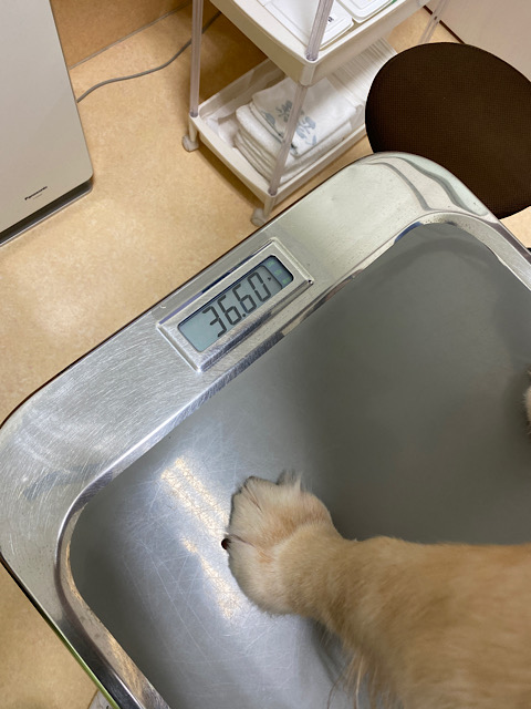 36.6キロ